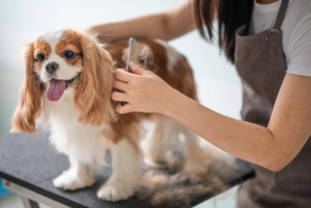 Do Haircuts Stress Out Your Dog? Try This.