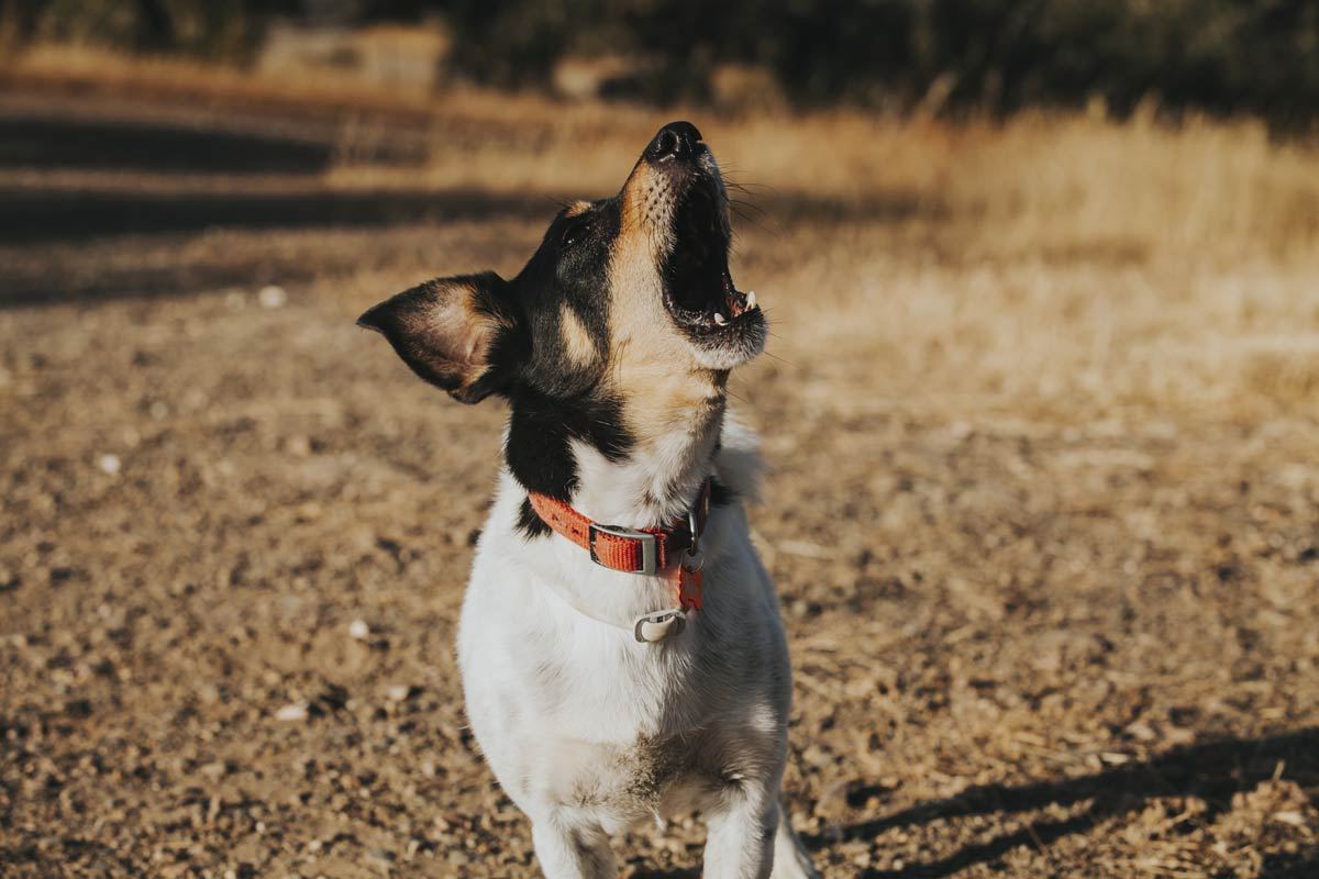 3 Tips to Help Stop Your Dogs Barking