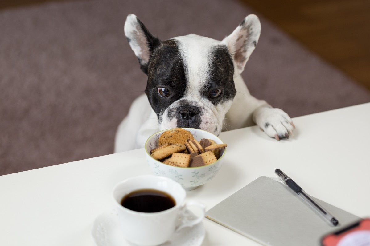 Delicious Whole Food Snacks For Your Dog