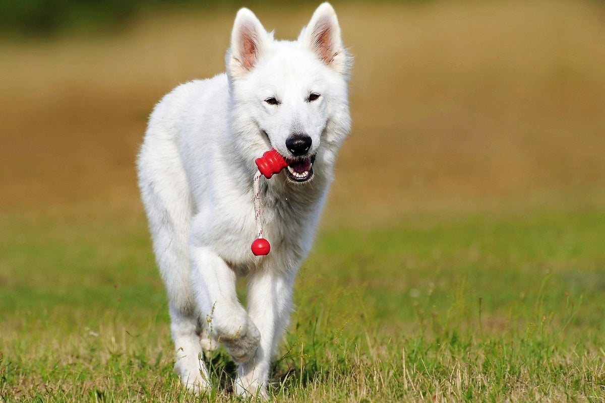 8 Ways to Keep Your Dog Busy While You’re At Work
