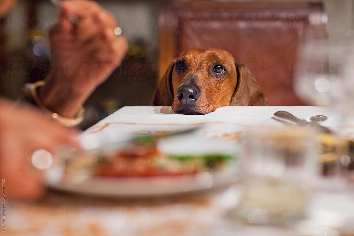 Is Your Dog A Picky Eater? Try this...