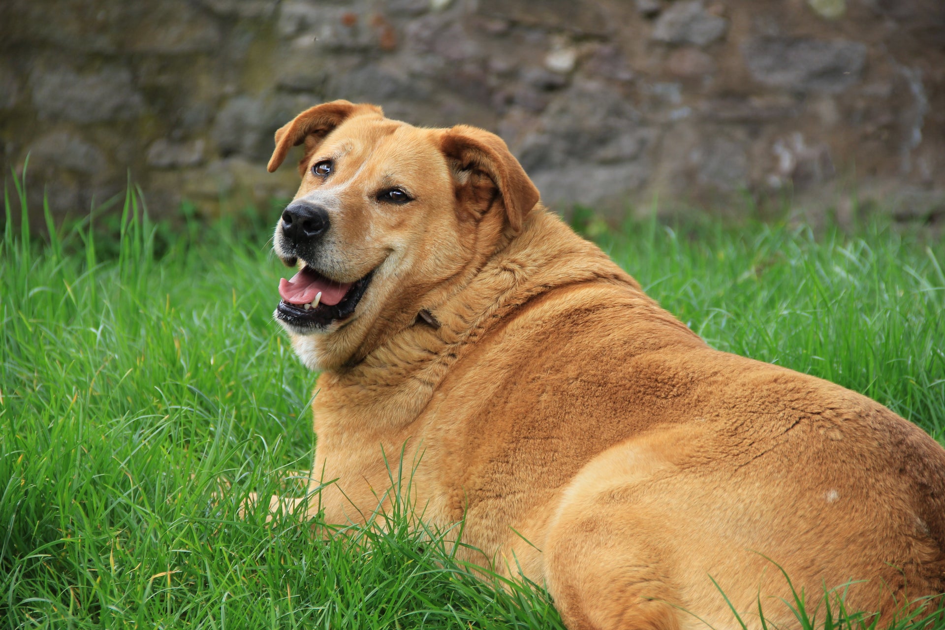3 Weight Loss Tips for Older Dogs