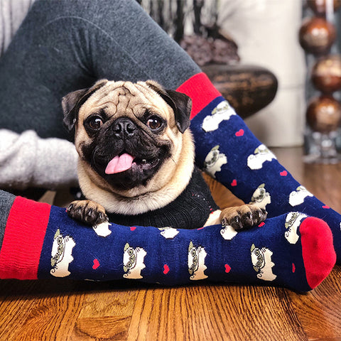 Navy Pug Dog Socks and a Cute Pug